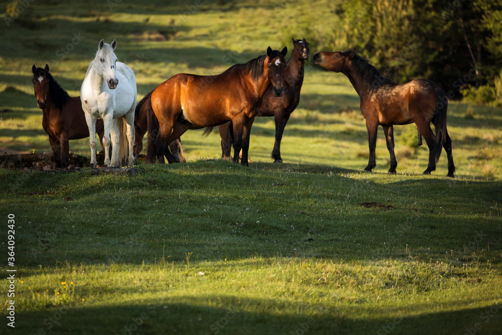 Beautiful horses on a green landscape. Comanesti, Romania. Beautiful horses on a green landscape. Comanesti, Romania.