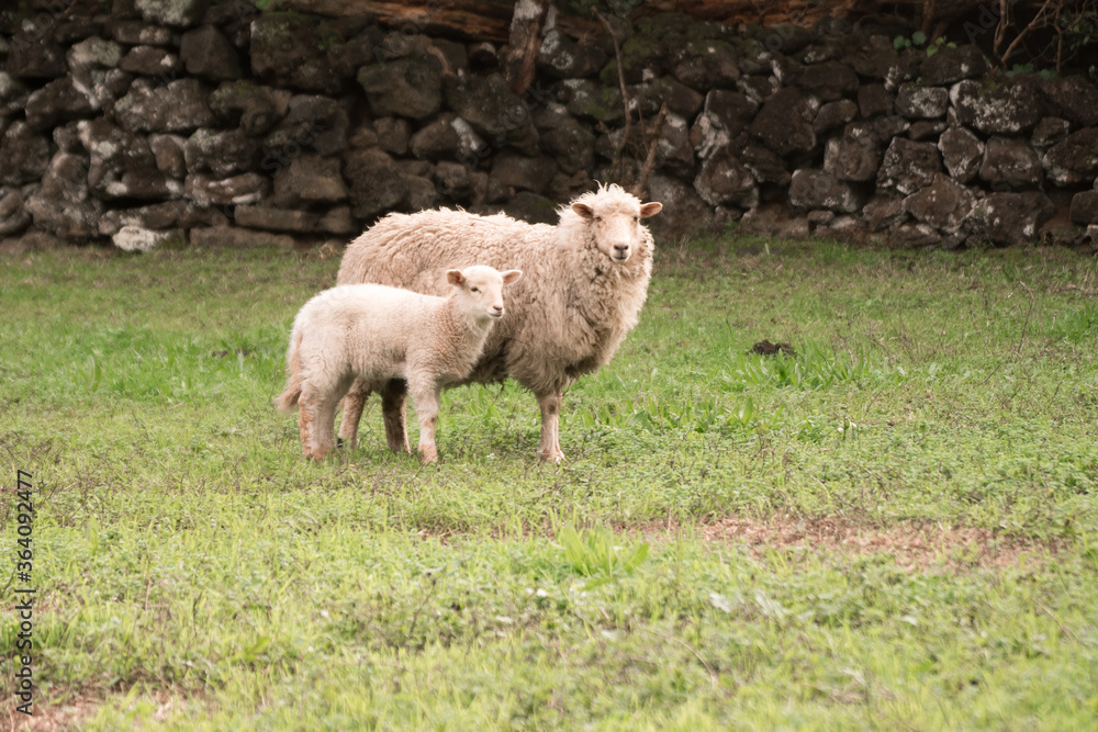 Obraz premium two ove, mother and cub on a green field in front of a stone fence