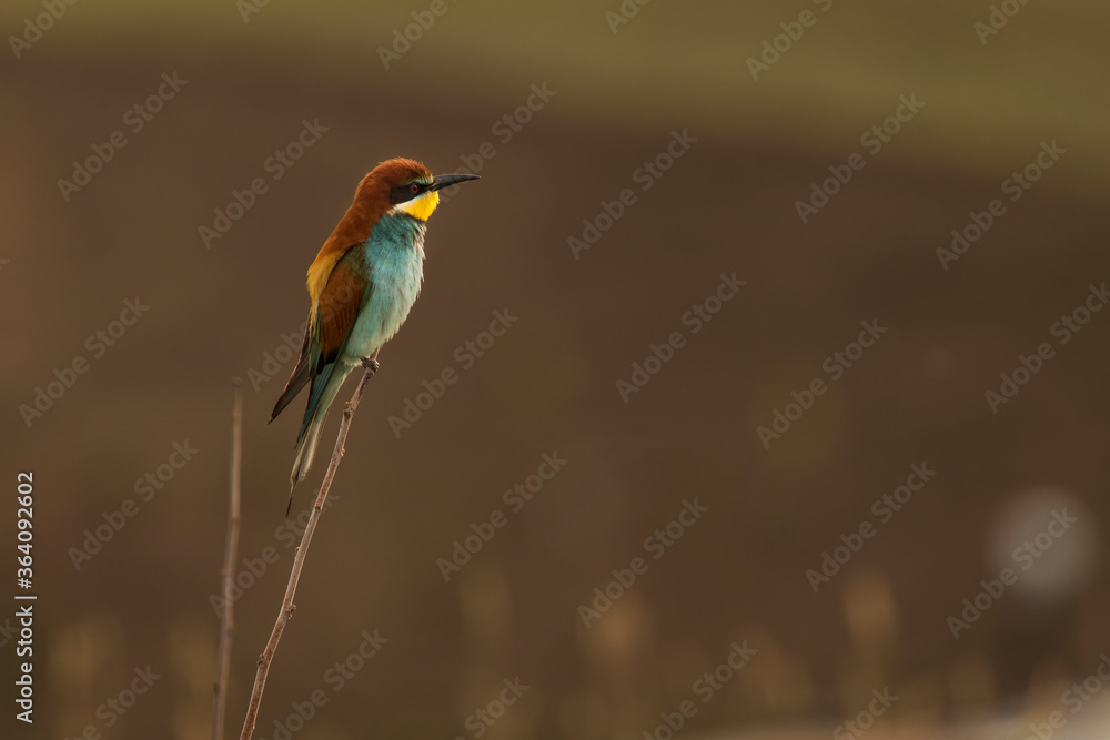 Beautiful and colourful bee eater on the stick with doph background Beautiful and colourful bee eater on the stick with doph background
