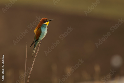 Beautiful and colourful bee eater on the stick with doph background © danmir12