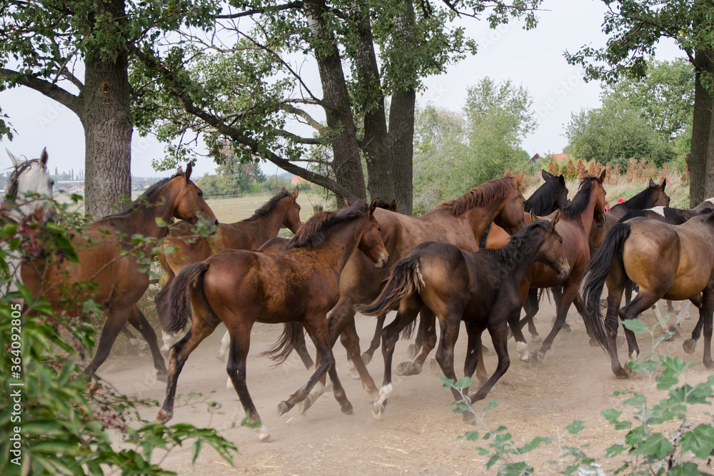 A herd of young horses running very quickly A herd of young horses running very quickly