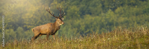 Majestic red deer, cervus elaphus, standing on meadow with copy space. Panormaic composition of magnificent stag with massive antlers observing on hill. Wild animal looking on field with forest in photo