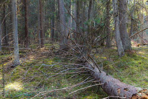 View inside of the pine forest, daytime