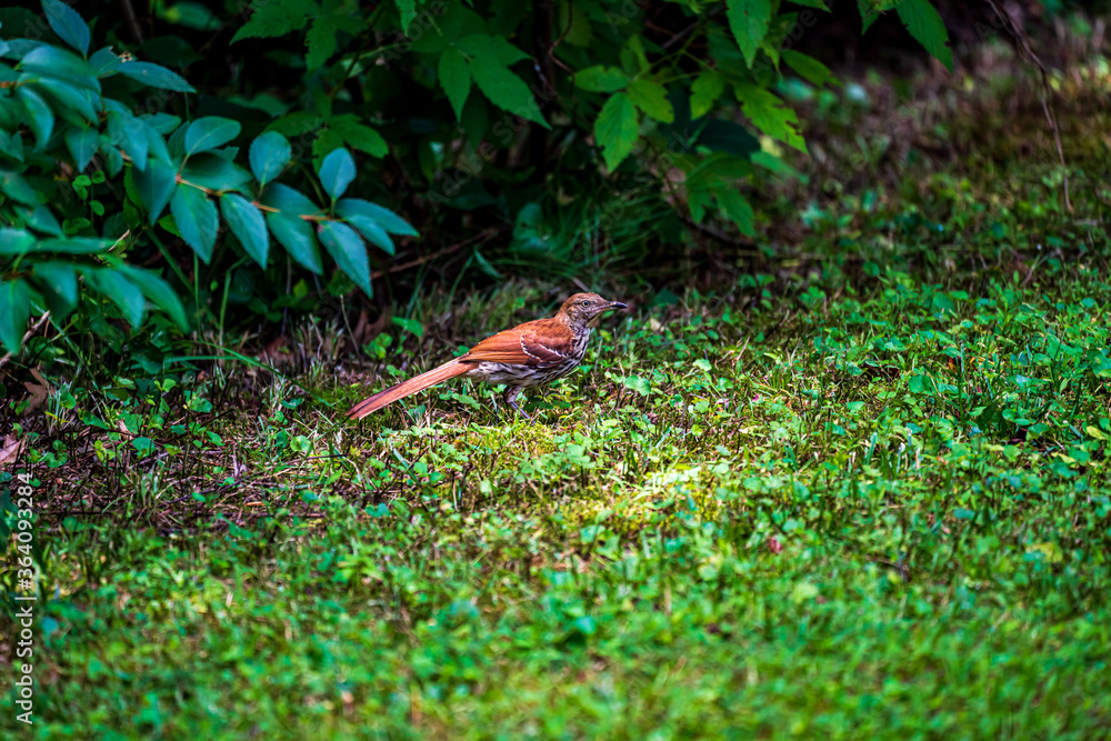 Fototapeta premium Brown Thrasher