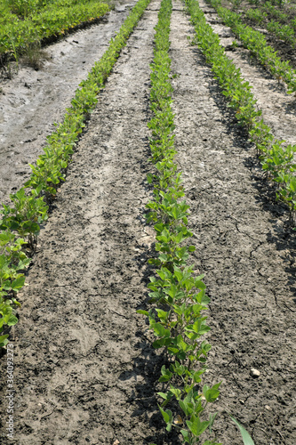 Young green damaged soybean plants in mud, field damaged in flood, agriculture in spring