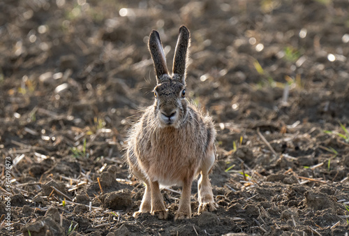 Hase im Gegenlicht