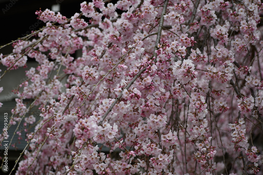 桜 桜