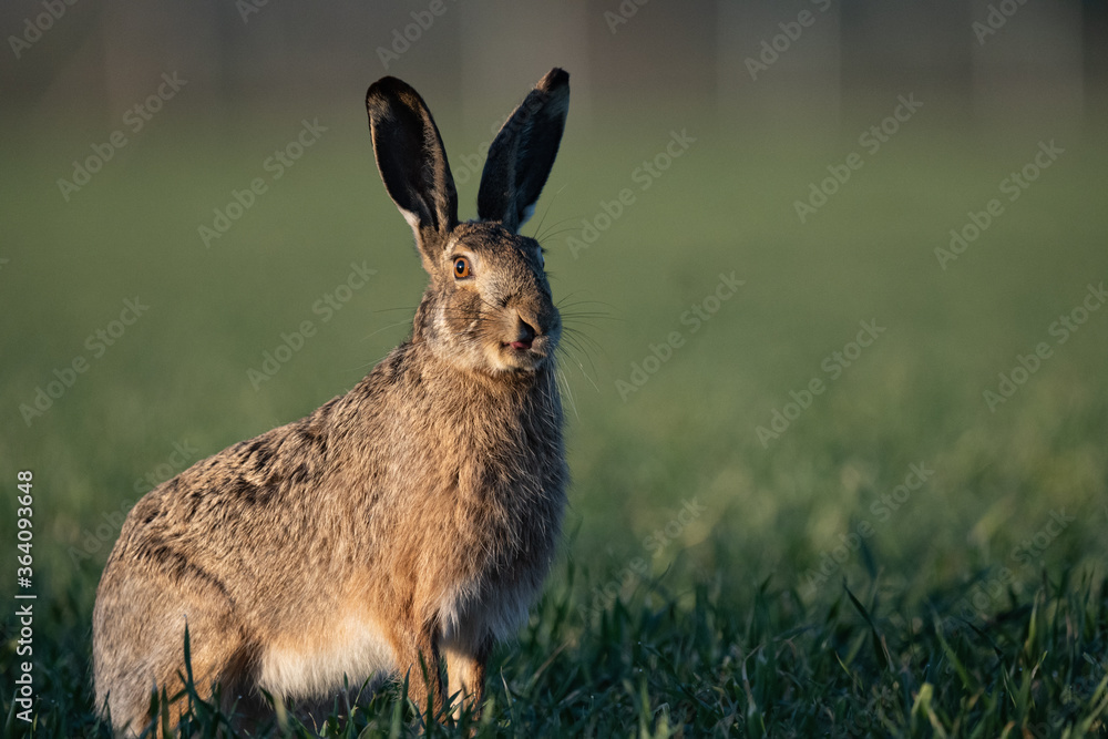 Hase im Morgenlicht Hase im Morgenlicht