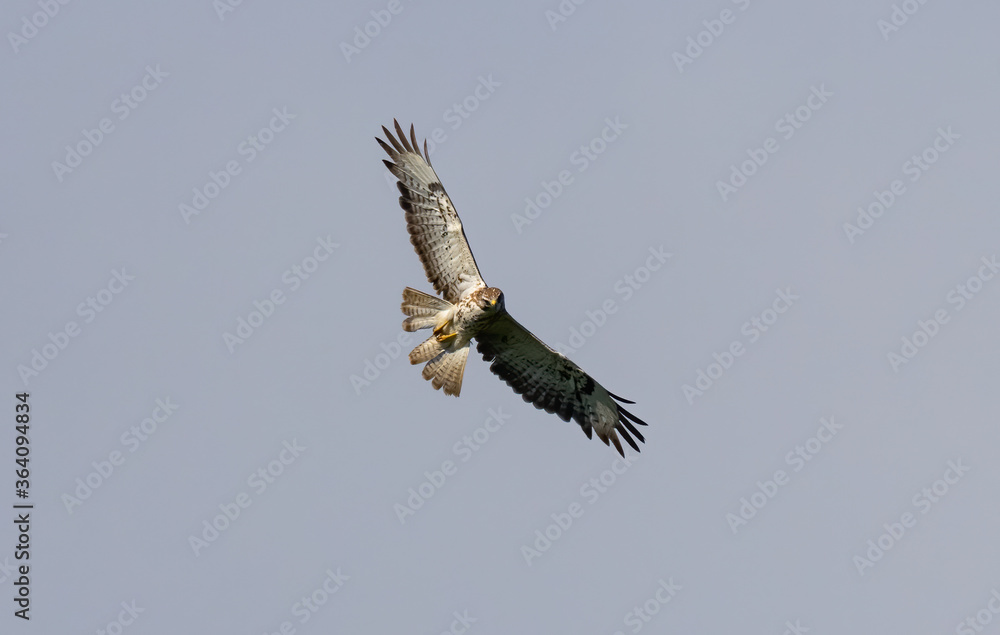 Fototapeta premium Bussard