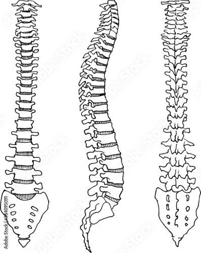 Contour vector outline drawing of human spine skeleton. Medical design editable template