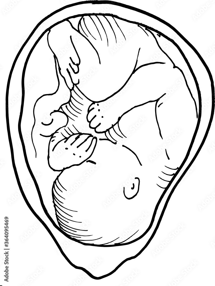 Contour vector outline drawing of human embryo. Medical design editable template Contour vector outline drawing of human embryo. Medical design editable template