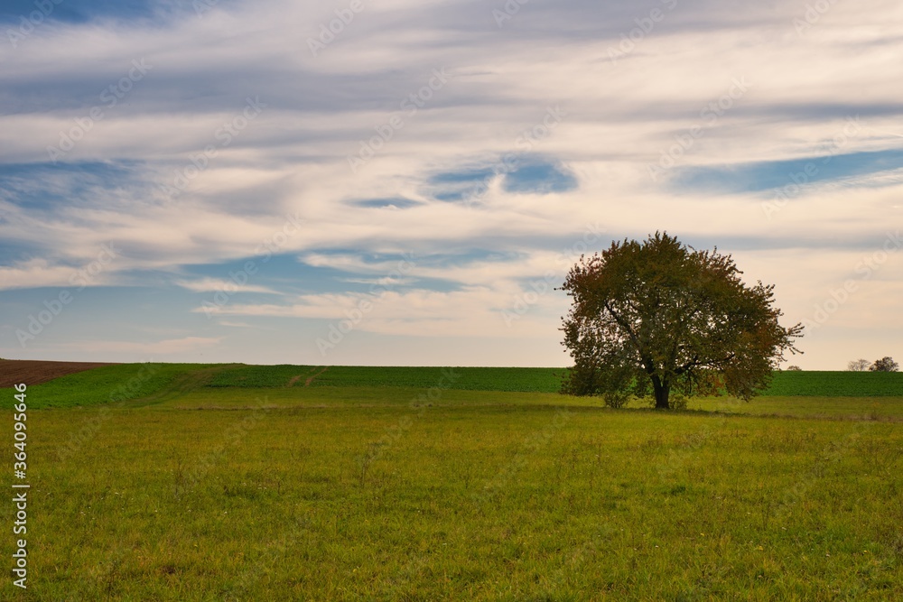 Baum auf einer Wiese im Herbst