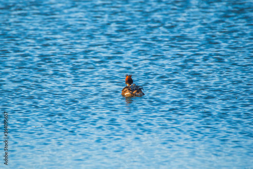 A lone duck Chomga swims in the water. Photographed close-up.