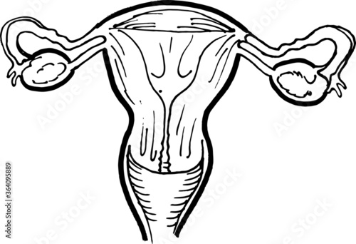 Contour vector outline drawing of human uterus organ. Medical design editable template