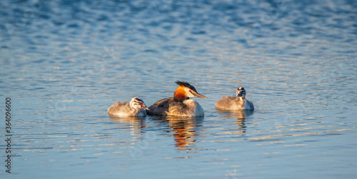 A family of Chomga ducks is swimming in the water. Photographed close-up.