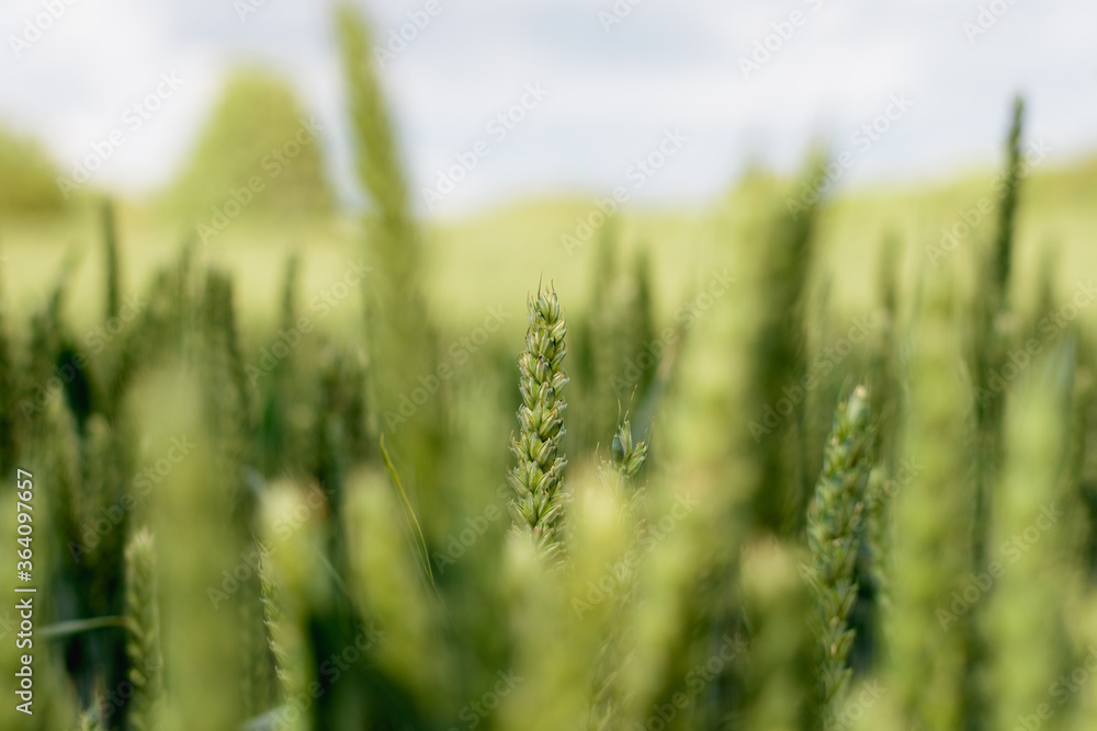 Close up of green wheat field on sunny day Close up of green wheat field on sunny day