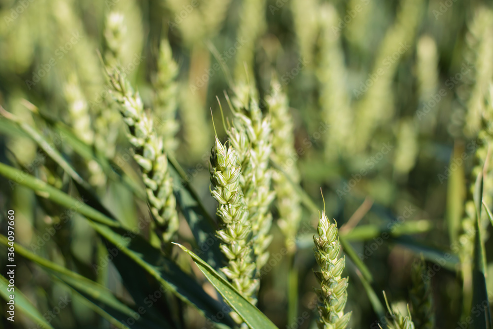 Close up of green wheat field on sunny day