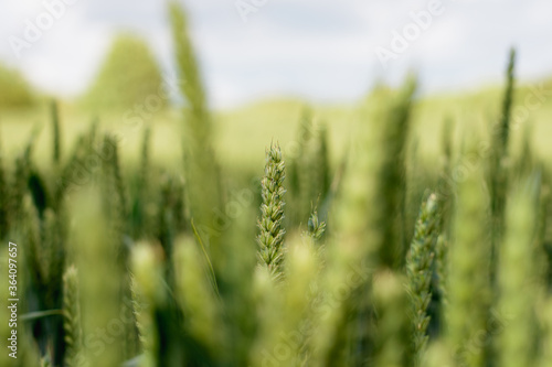 Close up of green wheat field on sunny day