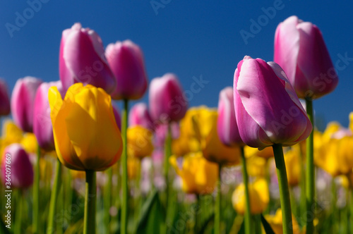 Close up of yellow Garant and pink Ollioules Dutch Tulips at Ottawa Tulip Festival with blue sky