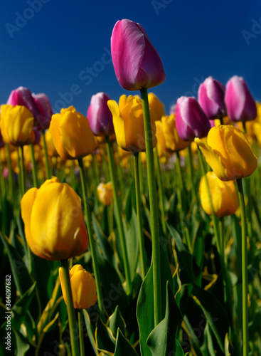 Close up of yellow Garant and purple white Ollioules Dutch Tulips at Ottawa Tulip Festival with blue sky