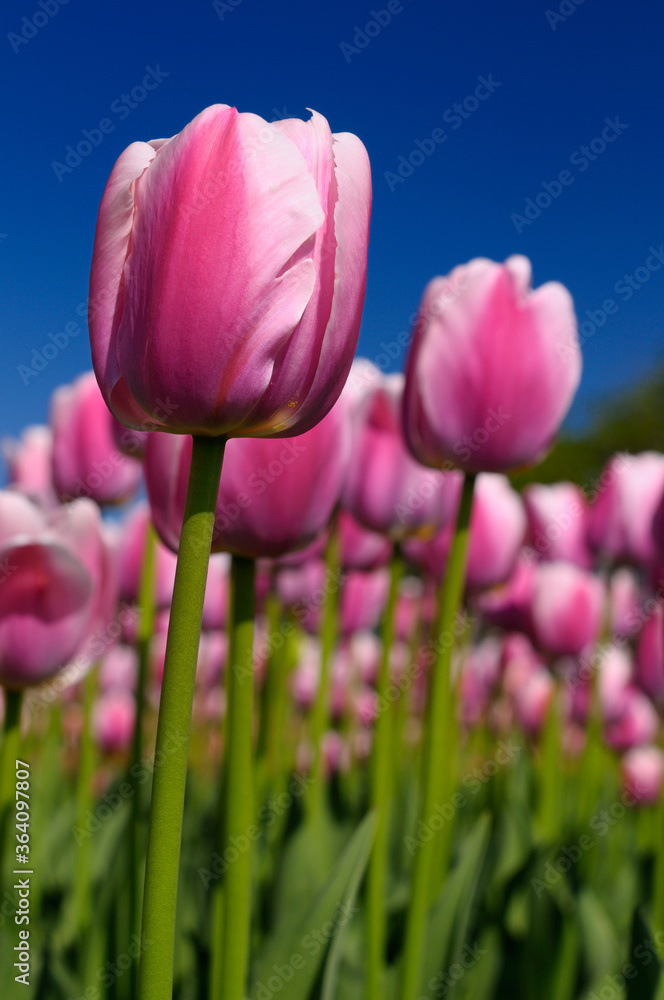 Obraz premium Close up of a bed of pink Ollioules Dutch Tulips with blue sky at Ottawa Tulip Festival