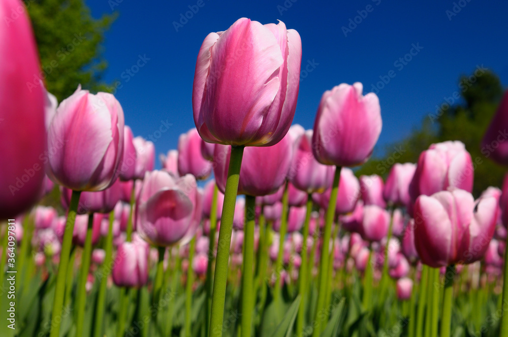 Close up of mass of pink Ollioules Dutch Tulips with blue sky at Ottawa Tulip Festival