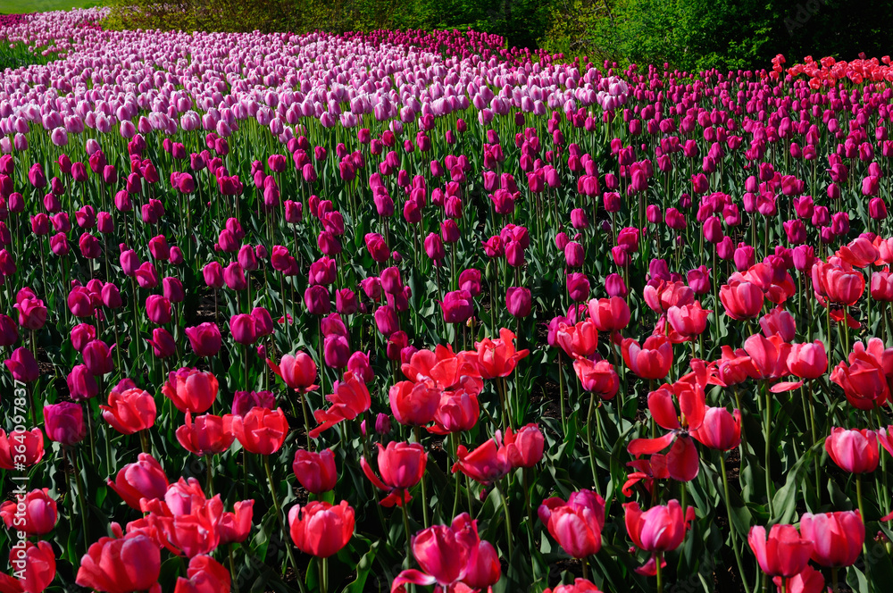 Mixed bed of Red Impression Barcelona and Ollioules Tulips at the Ottawa Tulip Festival