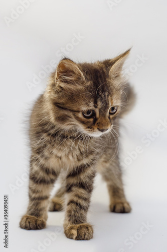 Funny striped kitten sitting and smiling (isolated on white)