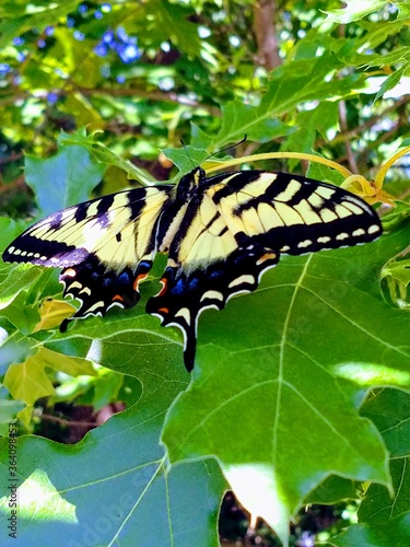 butterfly on leaf