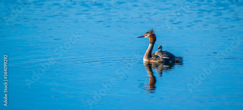 A family of Chomga ducks is swimming along the river. Photographed close-up. photo