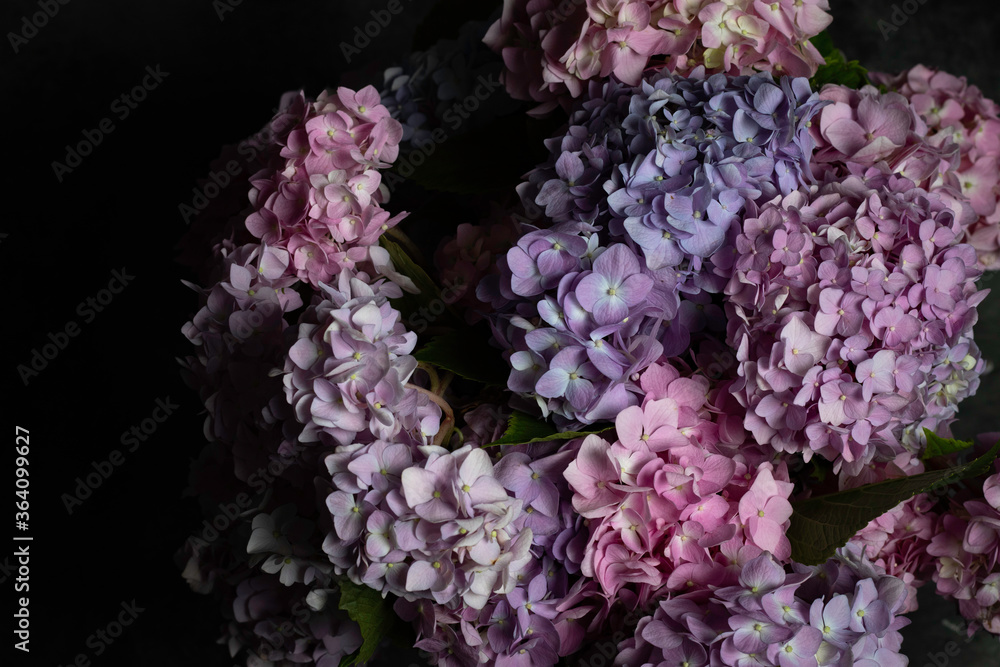 pink and blue hydrangea on the dark background pink and blue hydrangea on the dark background
