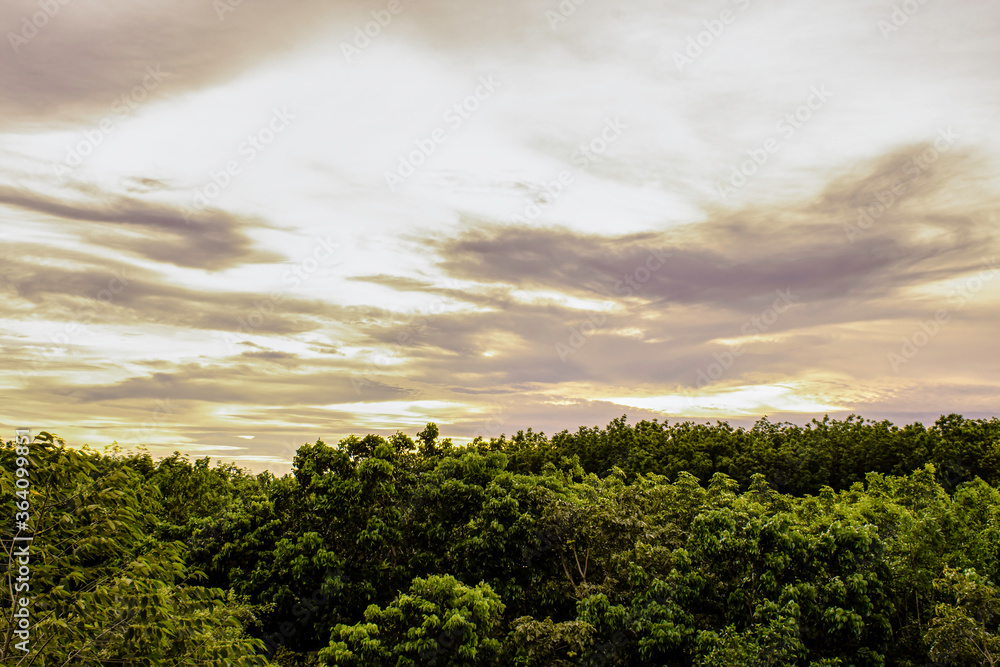 Landscape of green forest with orange sunset sky, Top view of green tree forest