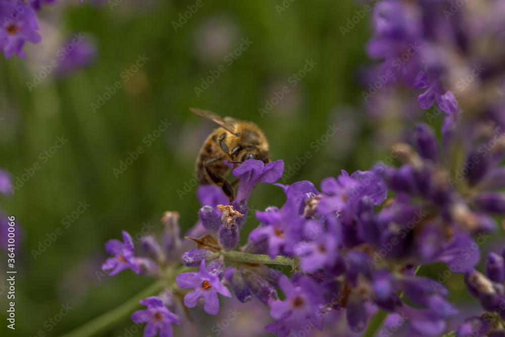 Biene auf Lavendel Biene auf Lavendel