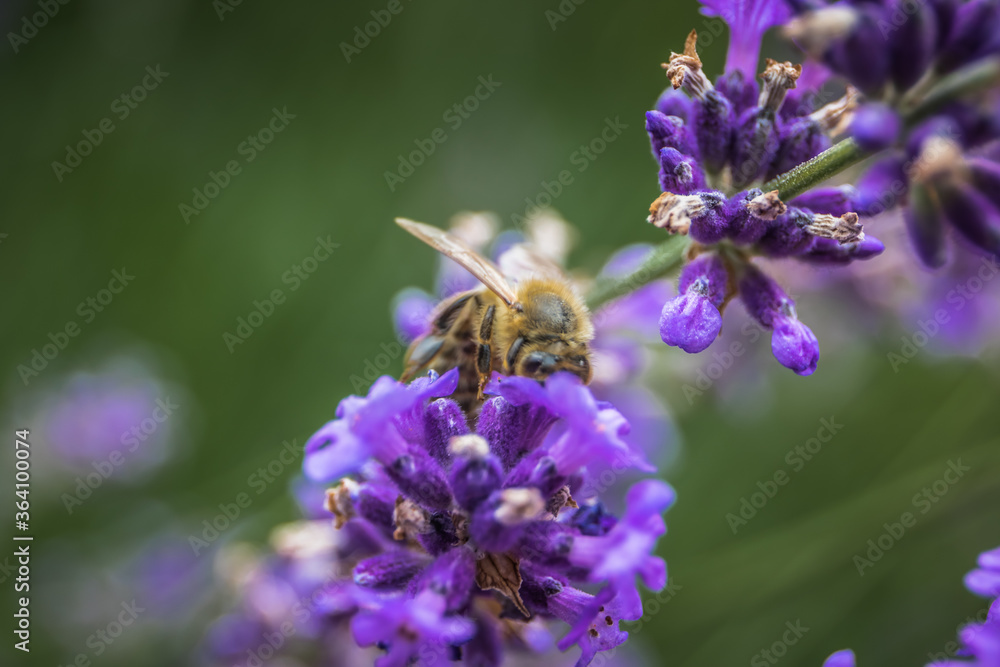 Biene im Lavendel Biene im Lavendel