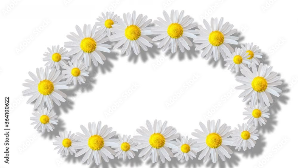 Coloured frame and white floral background. Motion design. Moving daisy flowers, camomiles framework. Copy space. Colourful flower frame. Coloured frame and white floral background. Motion design. Moving daisy flowers, camomiles framework. Copy space. Colourful flower frame.
