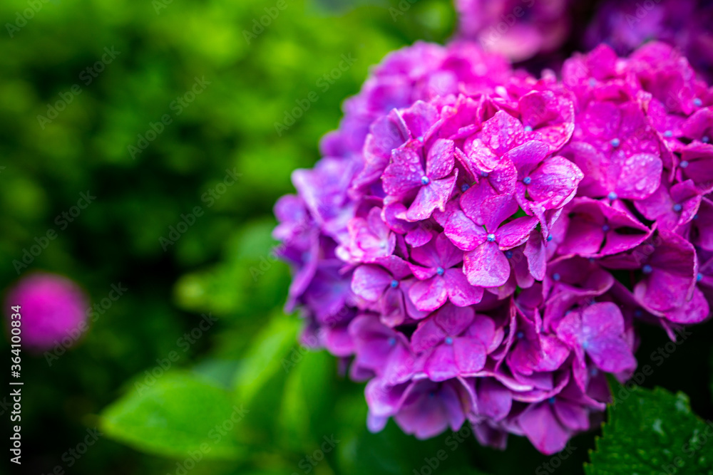hydrangea flowers with raindrops in rainy season hydrangea flowers with raindrops in rainy season