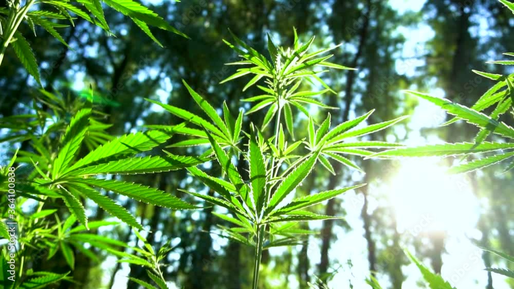 Cannabis Plants in the forest with sun in the background. Marijuana leaves, big plants are growing. Marijuana plant grow in the forest for medical treatment. Slow motion video of marijuana leafs Cannabis Plants in the forest with sun in the background. Marijuana leaves, big plants are growing. Marijuana plant grow in the forest for medical treatment. Slow motion video of marijuana leafs