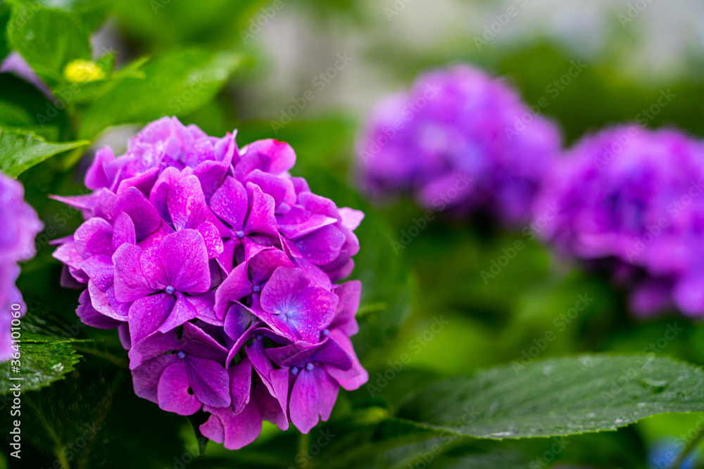 hydrangea flowers with raindrops in rainy season hydrangea flowers with raindrops in rainy season