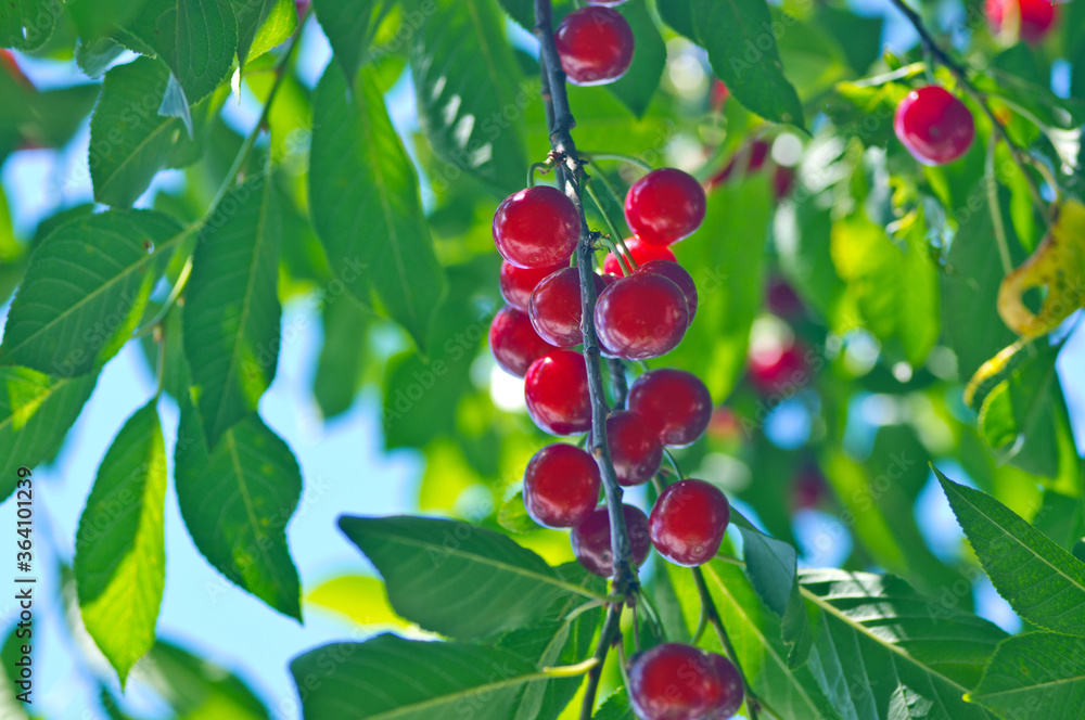 Red cherry on green tree. Blue sky. Red cherry on green tree. Blue sky.