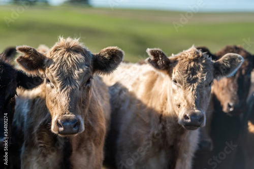 Cows eating in a meadow.  photo