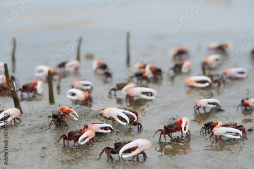 Fiddler Crab ( Uca uruguayensis ) colony in mangrove forest, Indonesia