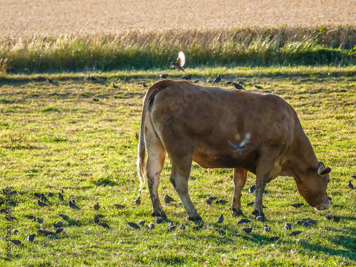 Kühe auf der Weide und ein Schwarm Spatzen photo