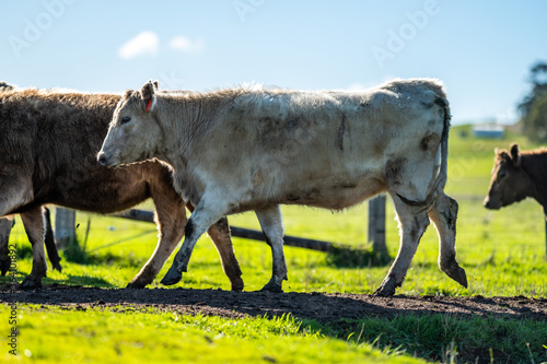 Cows eating in a meadow.  photo