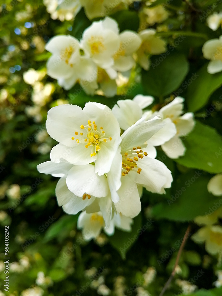 apple tree flowers