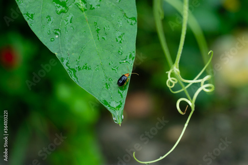 INSECT SITTING ON LEAF WITH WATER DROPLETS photo