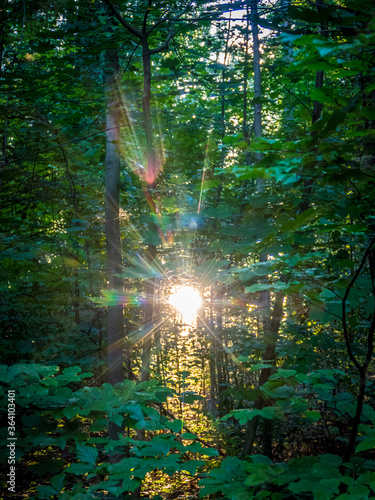 Sonnenlicht in Spektralfarben zwischen den B  umen im Wald