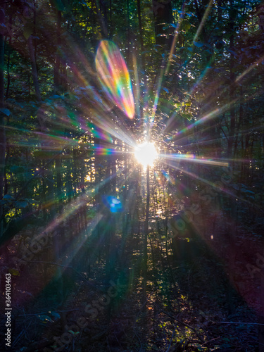 Sonnenlicht in Spektralfarben zwischen den Bäumen im Wald