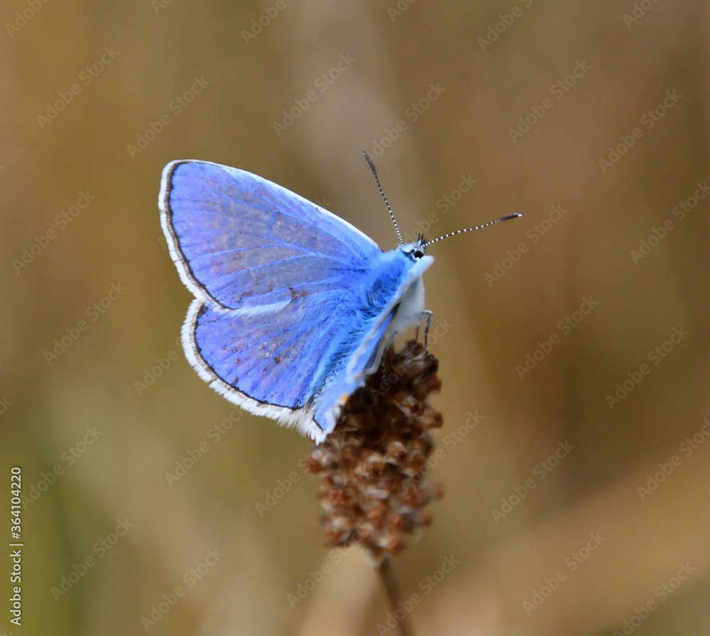Fototapeta premium Close up from a blue butterfly photo made in Weert the Netherlands