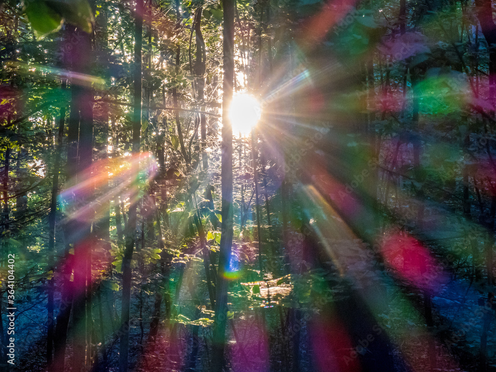 Sonnenlicht in Spektralfarben zwischen den Bäumen im Wald