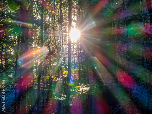 Sonnenlicht in Spektralfarben zwischen den B  umen im Wald